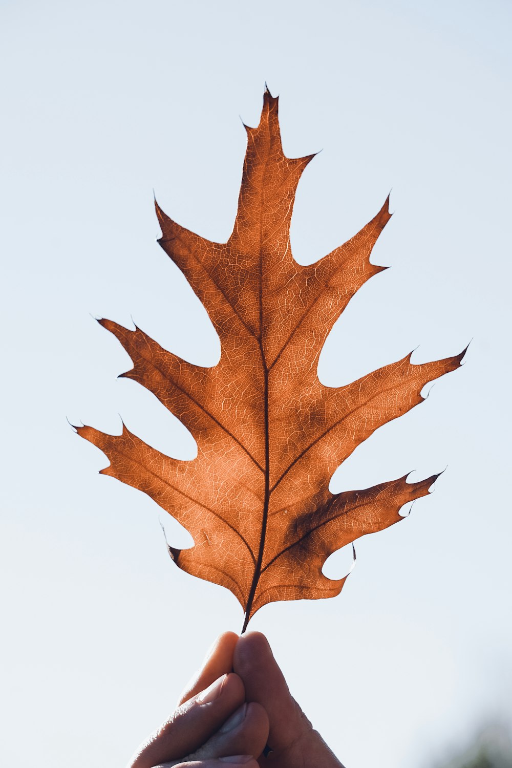 a person holding a leaf in their hand