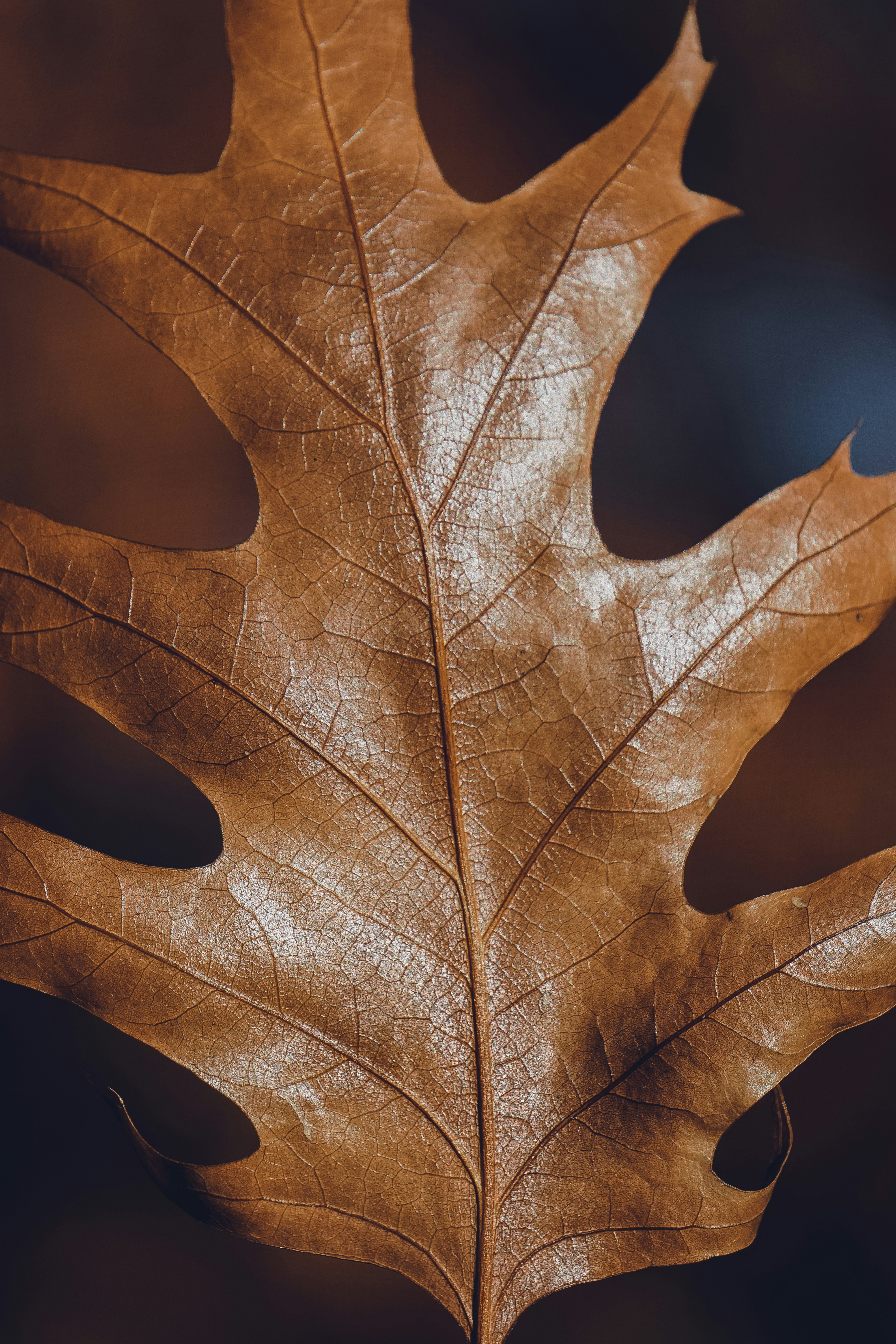 Photo by ja_domenech