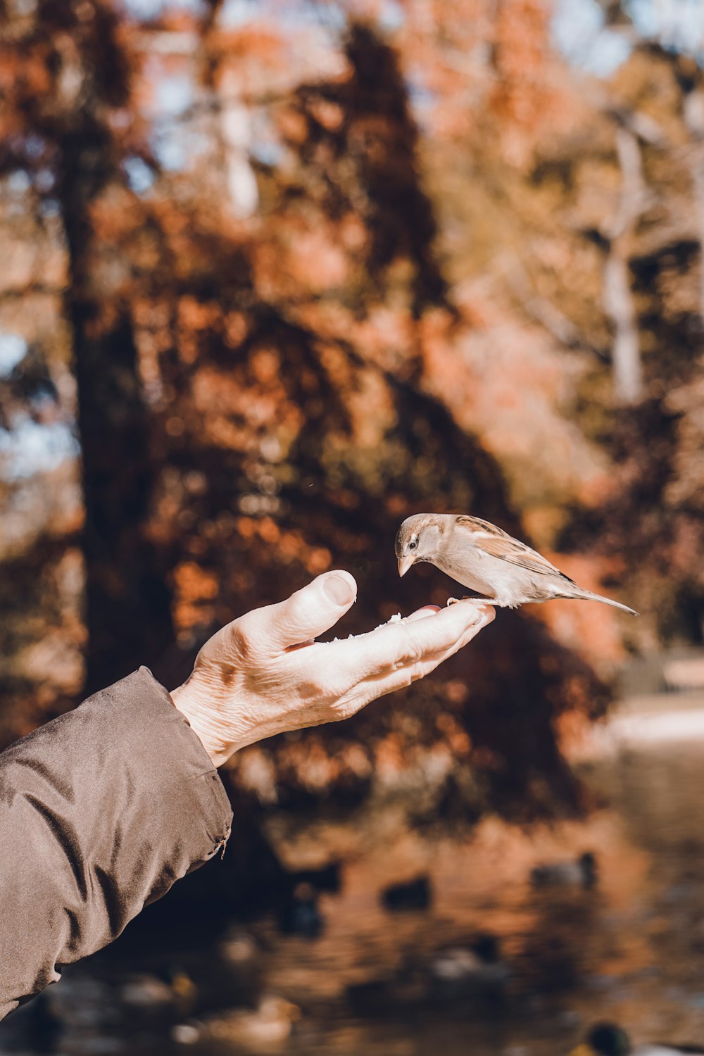 a bird flying in the sky