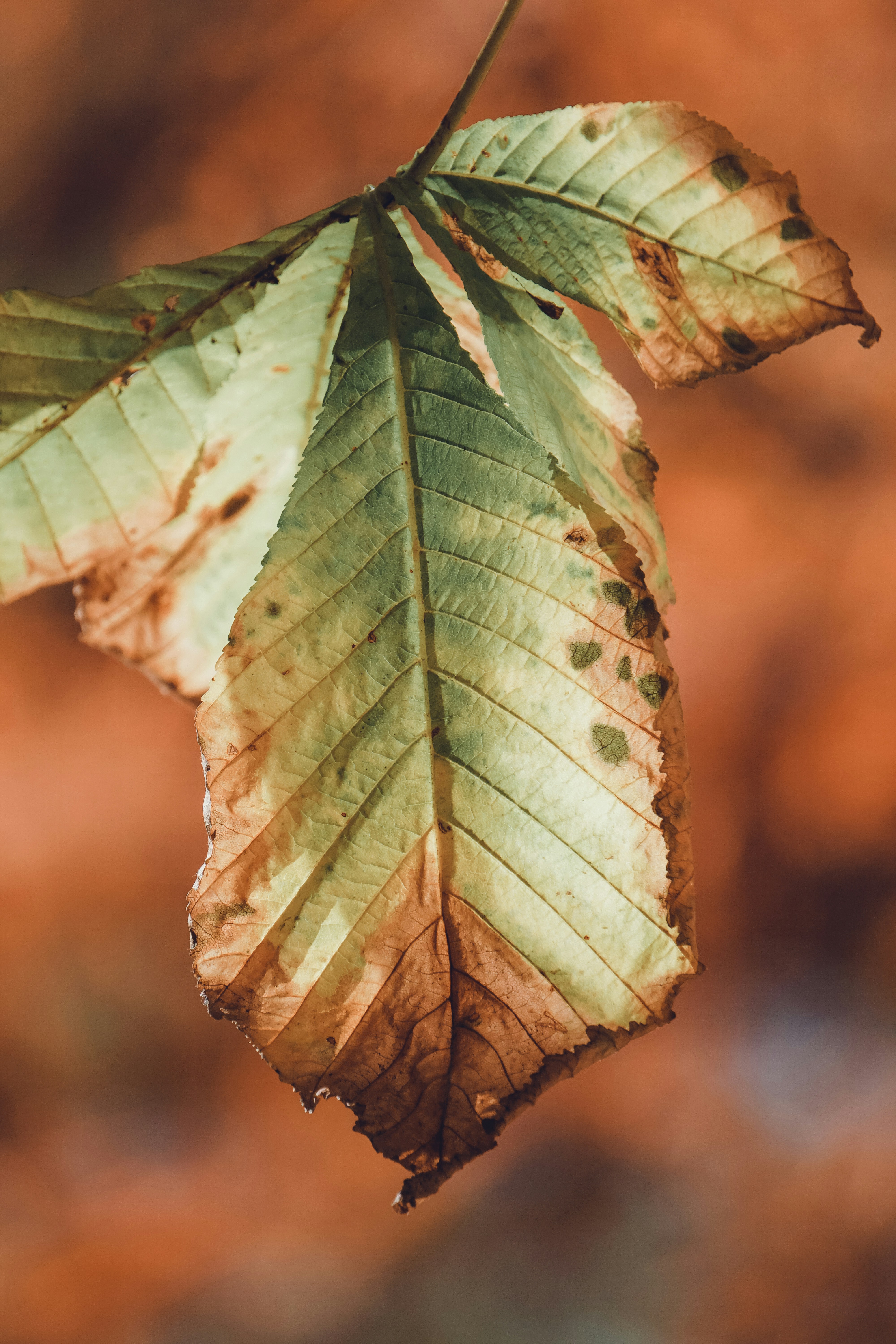 Photo by ja_domenech