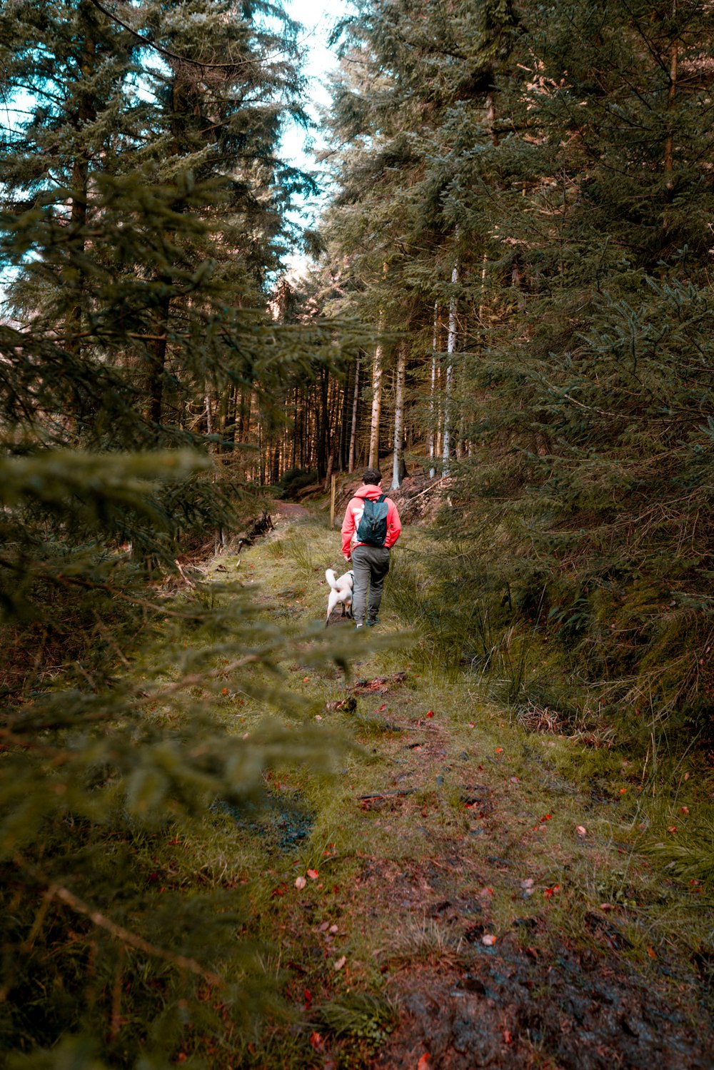 a person walking in the woods with a dog