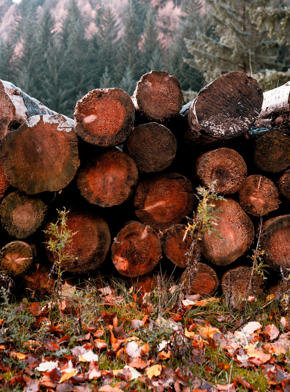 a pile of wood sitting in the middle of a forest