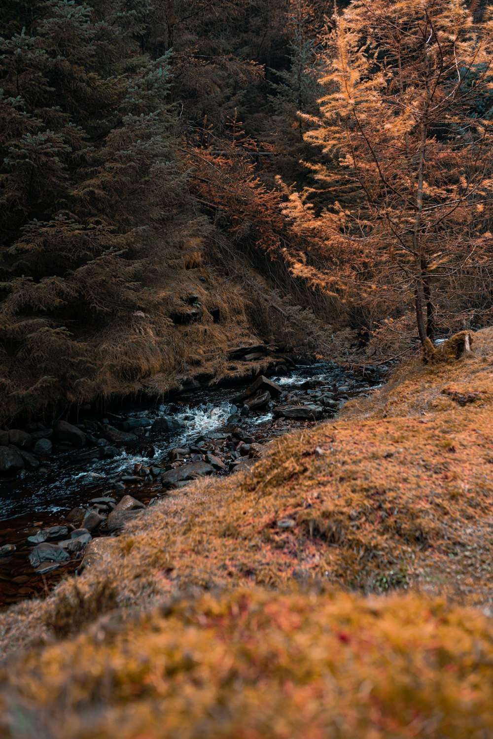 a stream running through a lush green forest