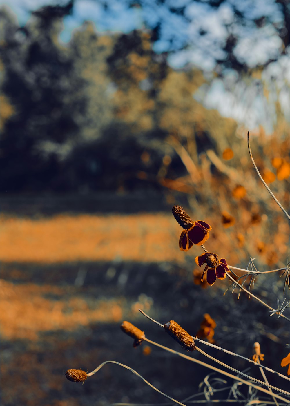 Un primer plano de una planta con flores amarillas