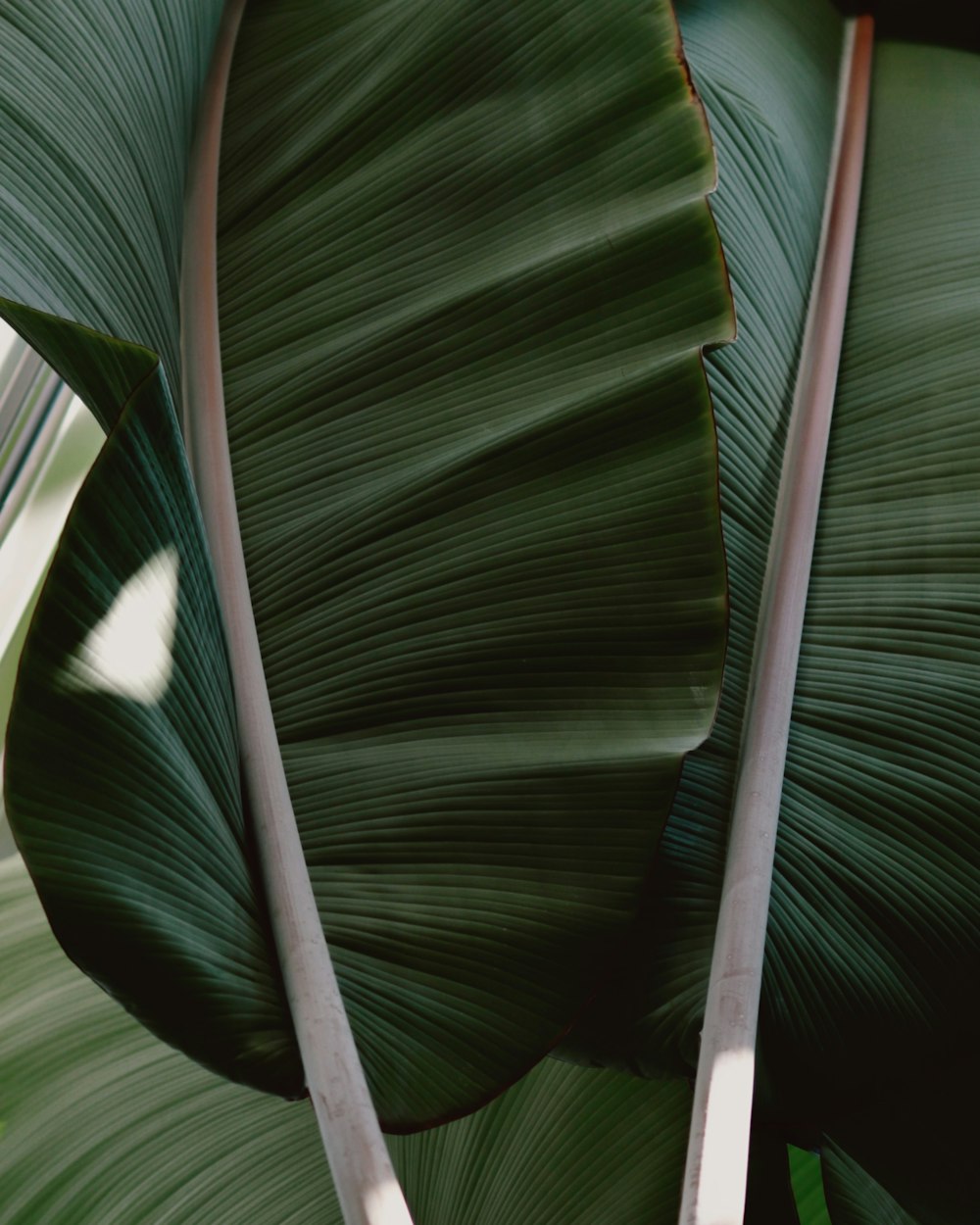 a close up of a large green leaf