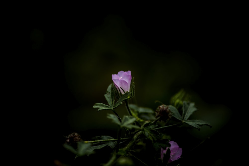 a purple flower with green leaves on a black background