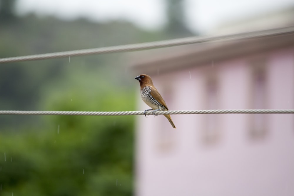 Ein kleiner Vogel sitzt auf einem Draht im Regen