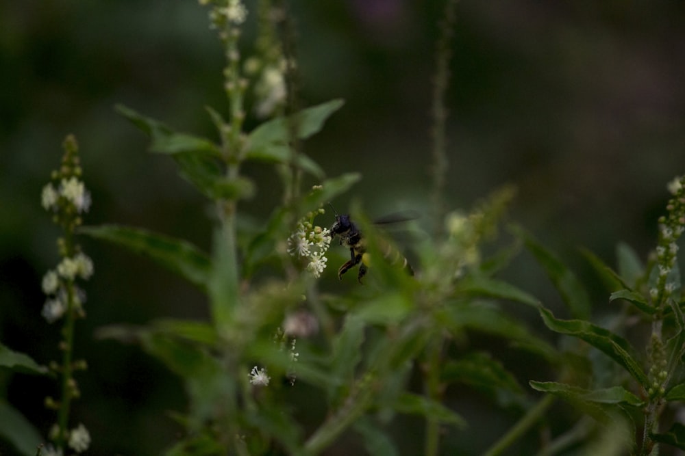 a bee sitting on top of a green plant