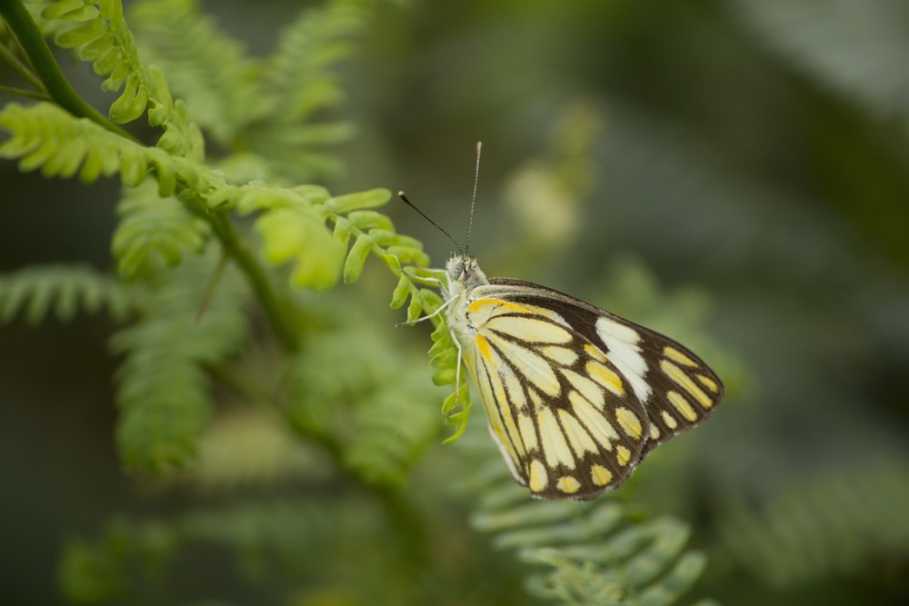 a butterfly that is sitting on a leaf