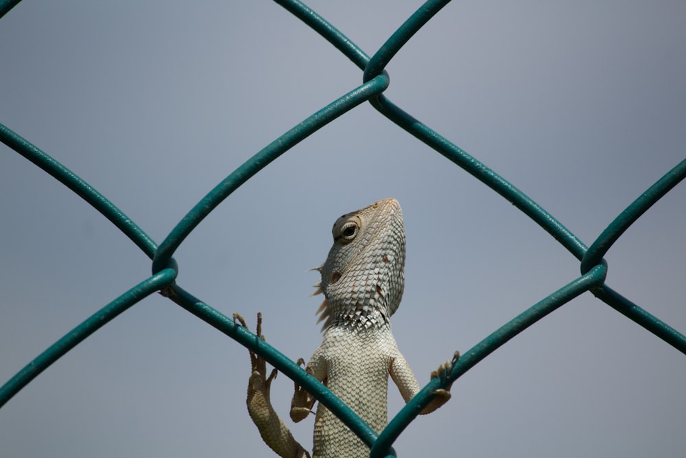 a lizard that is standing on its hind legs