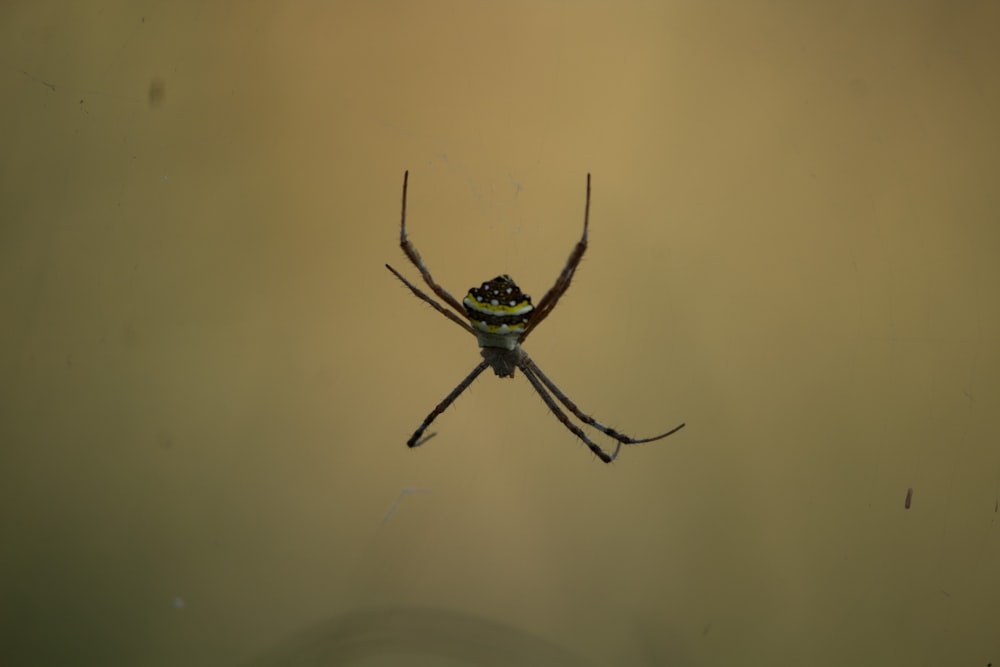 a close up of a spider on a body of water
