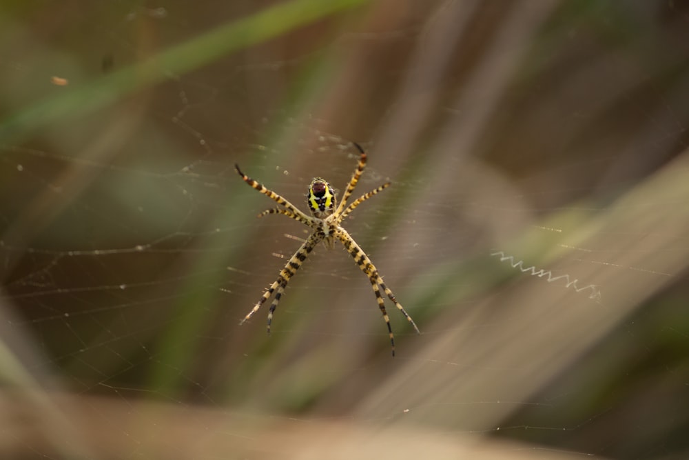 a close up of a spider on a web