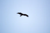 A swift bird in mid-flight against a soft sky background, symbolizing speed and joy.