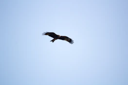 A swift bird in mid-flight against a soft sky background, symbolizing speed and joy.