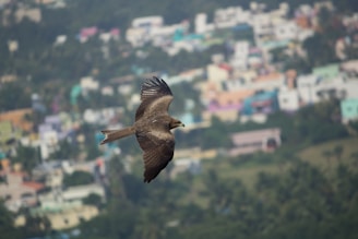 A vibrant digital artwork showcasing a bold, stylized falcon soaring over a futuristic cityscape, symbolizing courage and innovation in the NFT space.
