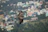 Early morning city park alive with raptors soaring over lush green spaces.