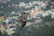 Early morning city park alive with raptors soaring over lush green spaces.