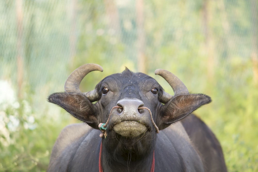a black bull with large horns standing in the grass