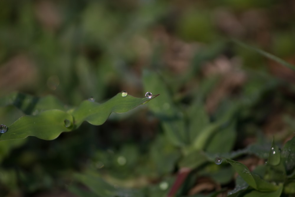a close up of a plant with water drops on it