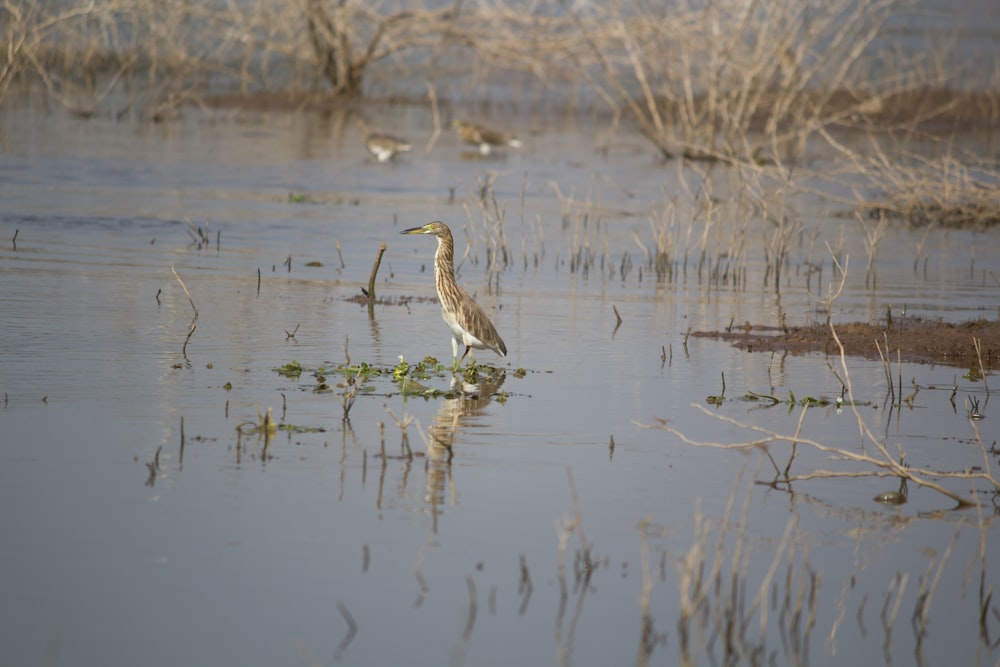 a bird is standing in the shallow water