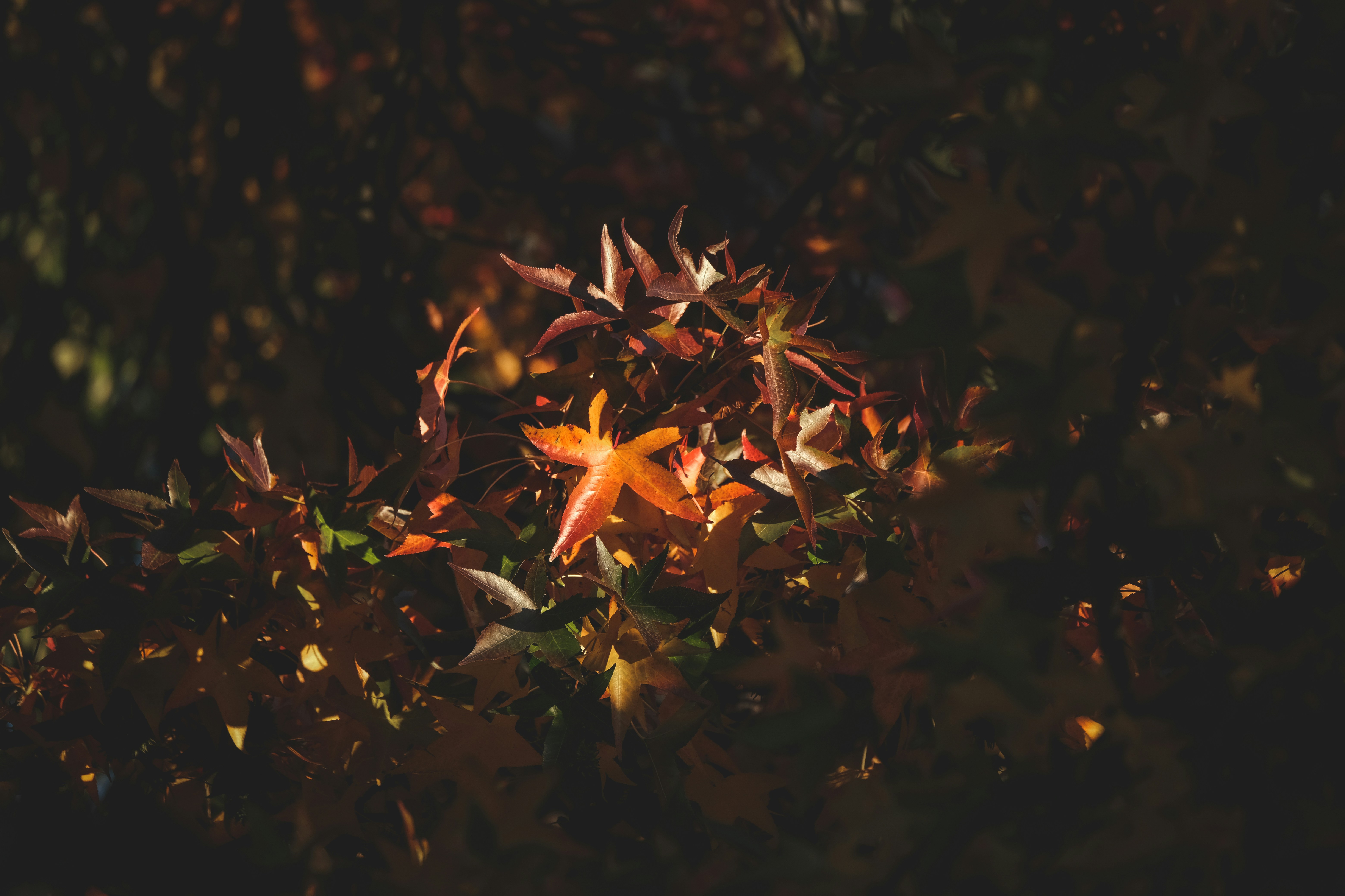 Photo by francesco_ungaro