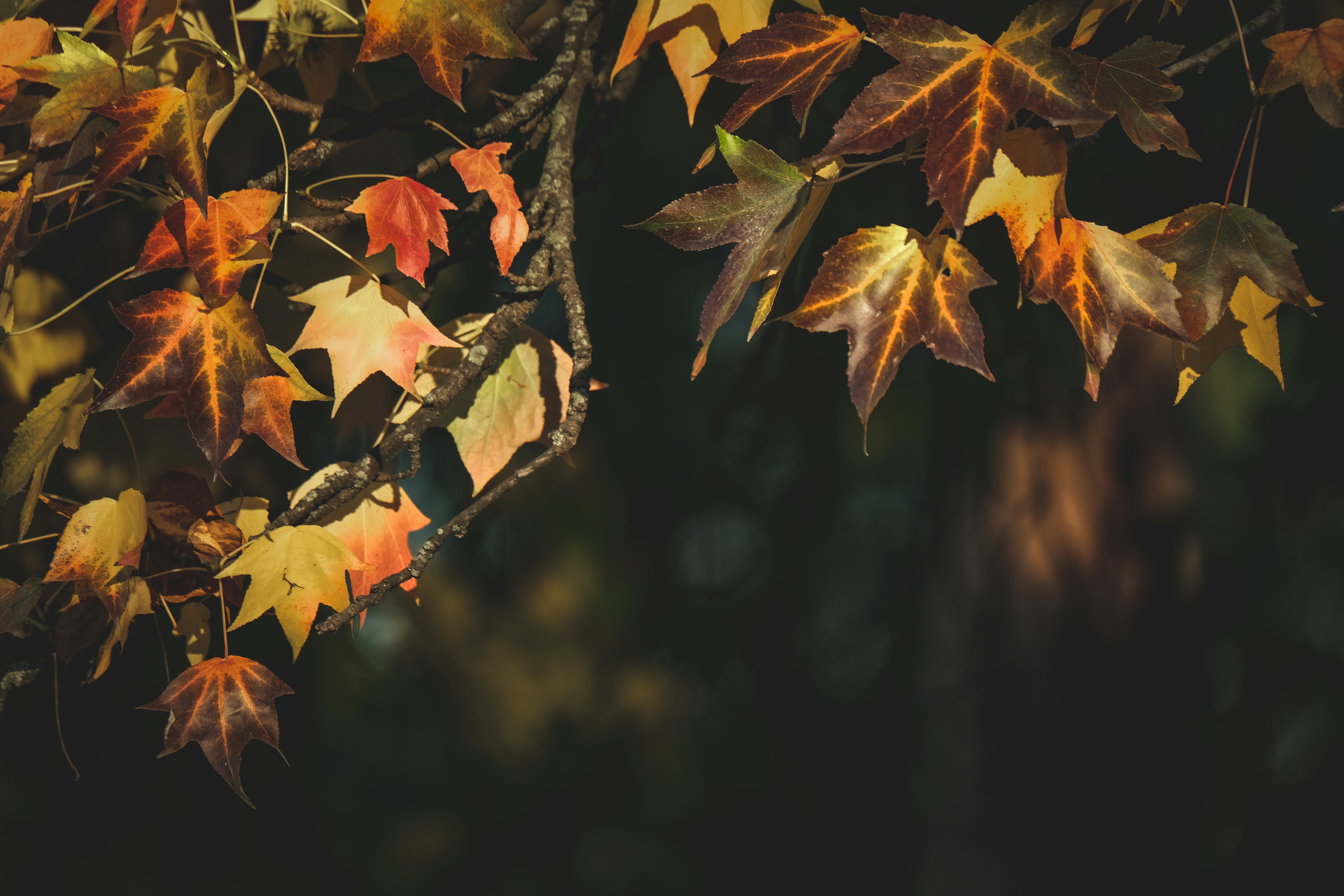 Photo by francesco_ungaro