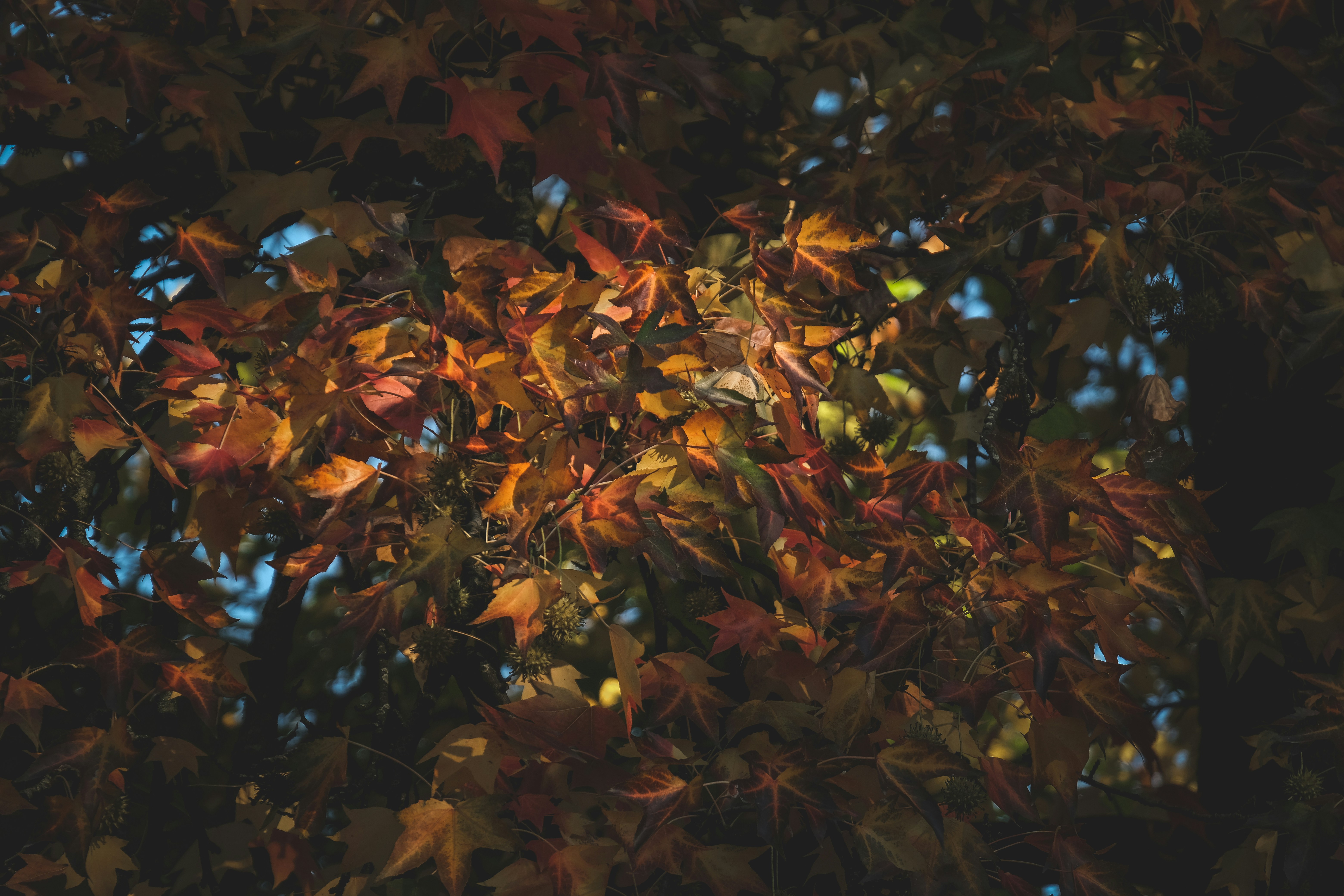 Photo by francesco_ungaro