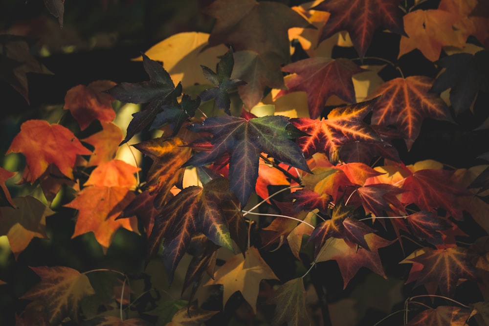 a bunch of leaves that are on a tree