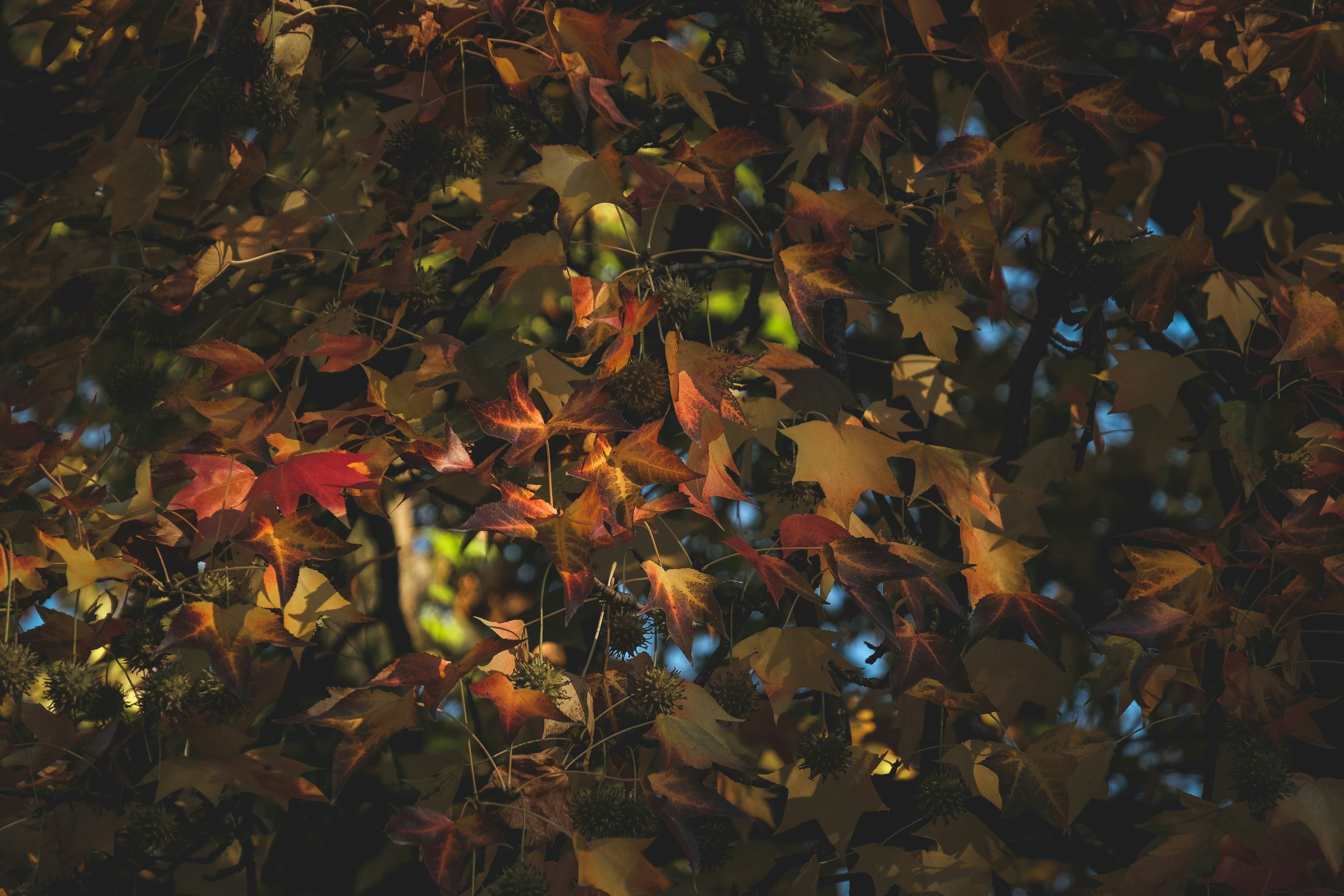 Photo by francesco_ungaro