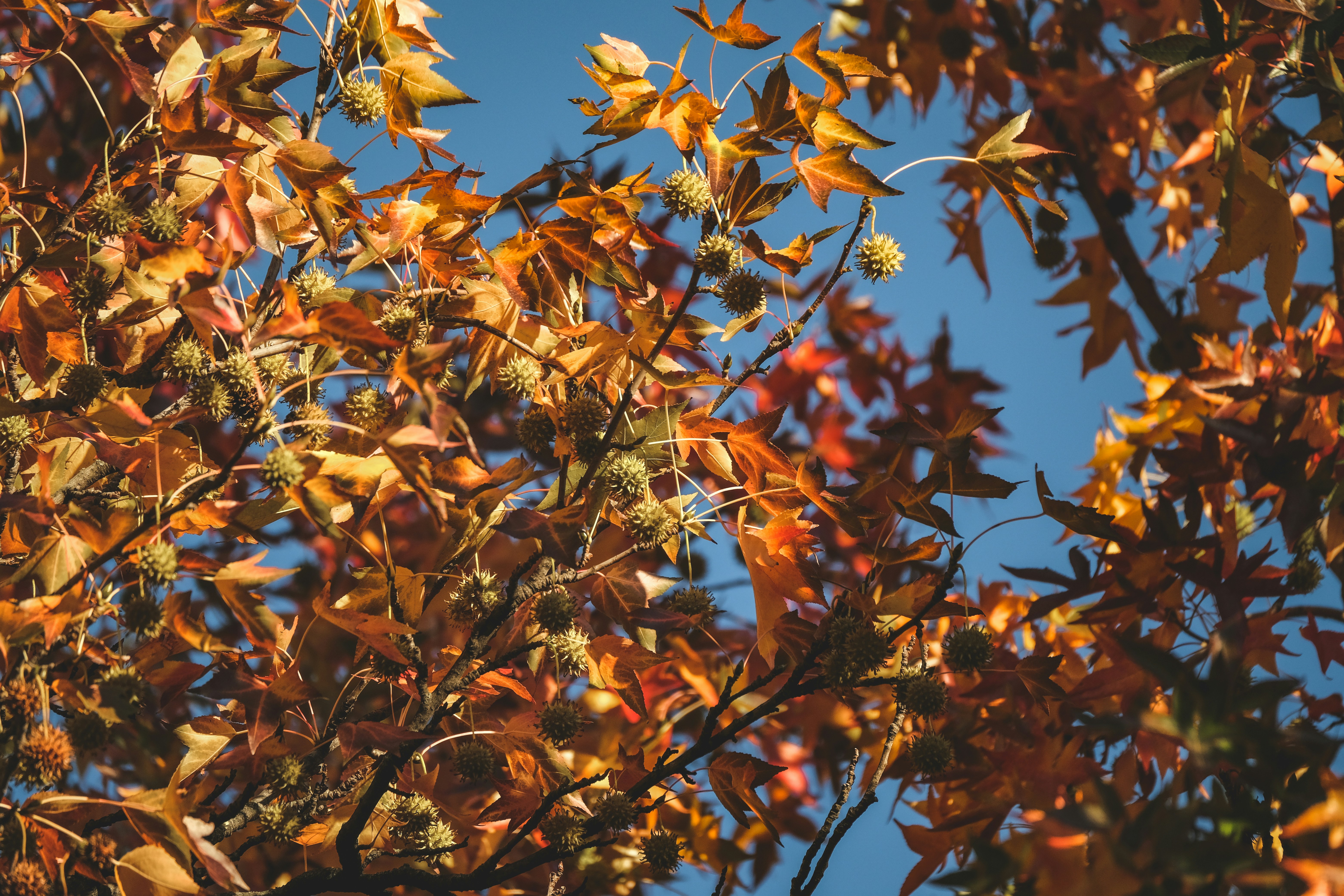 Photo by francesco_ungaro