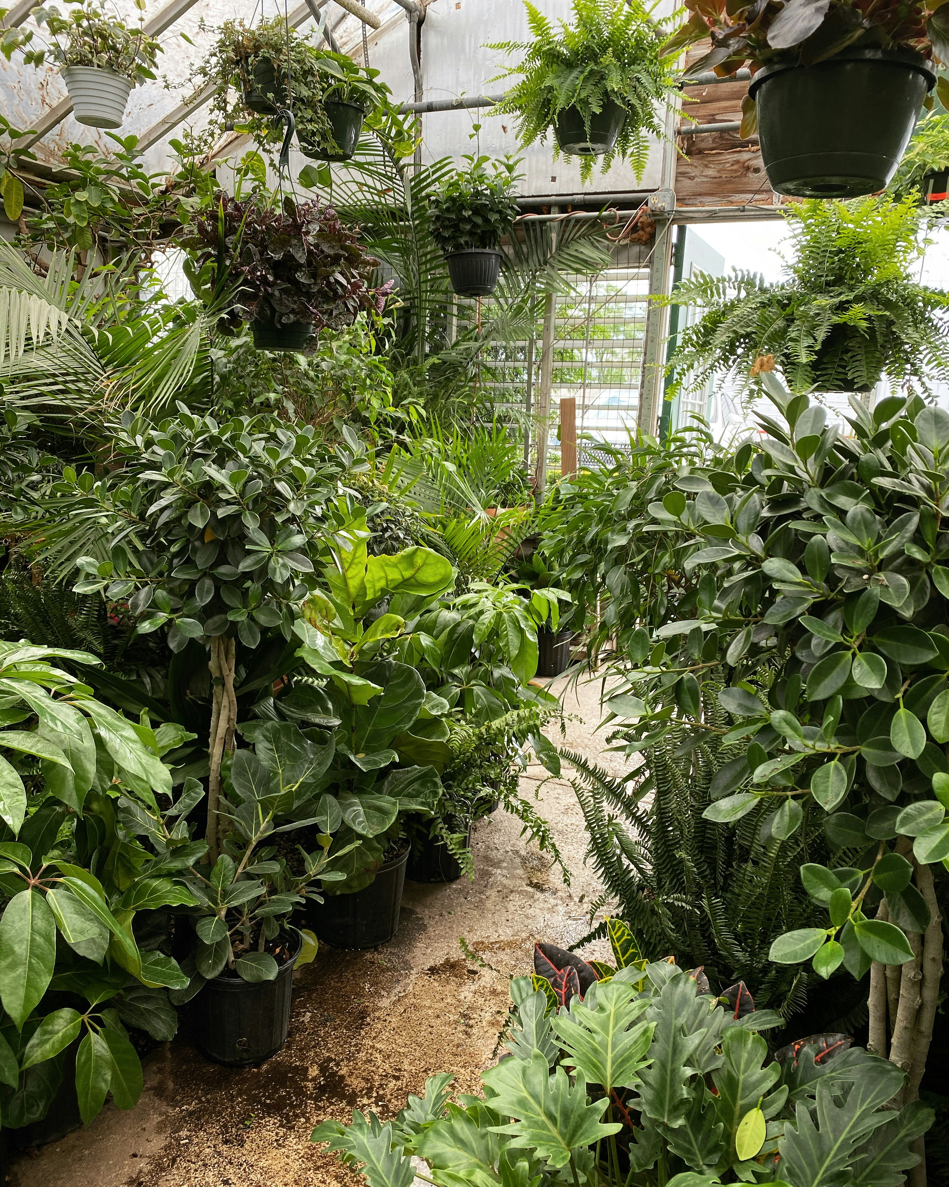Fresh Indoor Plant Collection