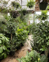 A lush greenhouse filled with a variety of vibrant green plants in different sizes and shapes. Several potted plants and ferns hang from the ceiling, while others are arranged on the ground, creating a dense and verdant space. The natural light filtering in adds a serene and fresh atmosphere.