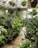 A lush greenhouse filled with a variety of vibrant green plants in different sizes and shapes. Several potted plants and ferns hang from the ceiling, while others are arranged on the ground, creating a dense and verdant space. The natural light filtering in adds a serene and fresh atmosphere.