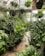 A lush greenhouse filled with a variety of vibrant green plants in different sizes and shapes. Several potted plants and ferns hang from the ceiling, while others are arranged on the ground, creating a dense and verdant space. The natural light filtering in adds a serene and fresh atmosphere.