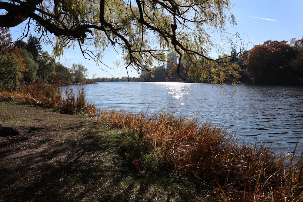 a body of water surrounded by trees and grass