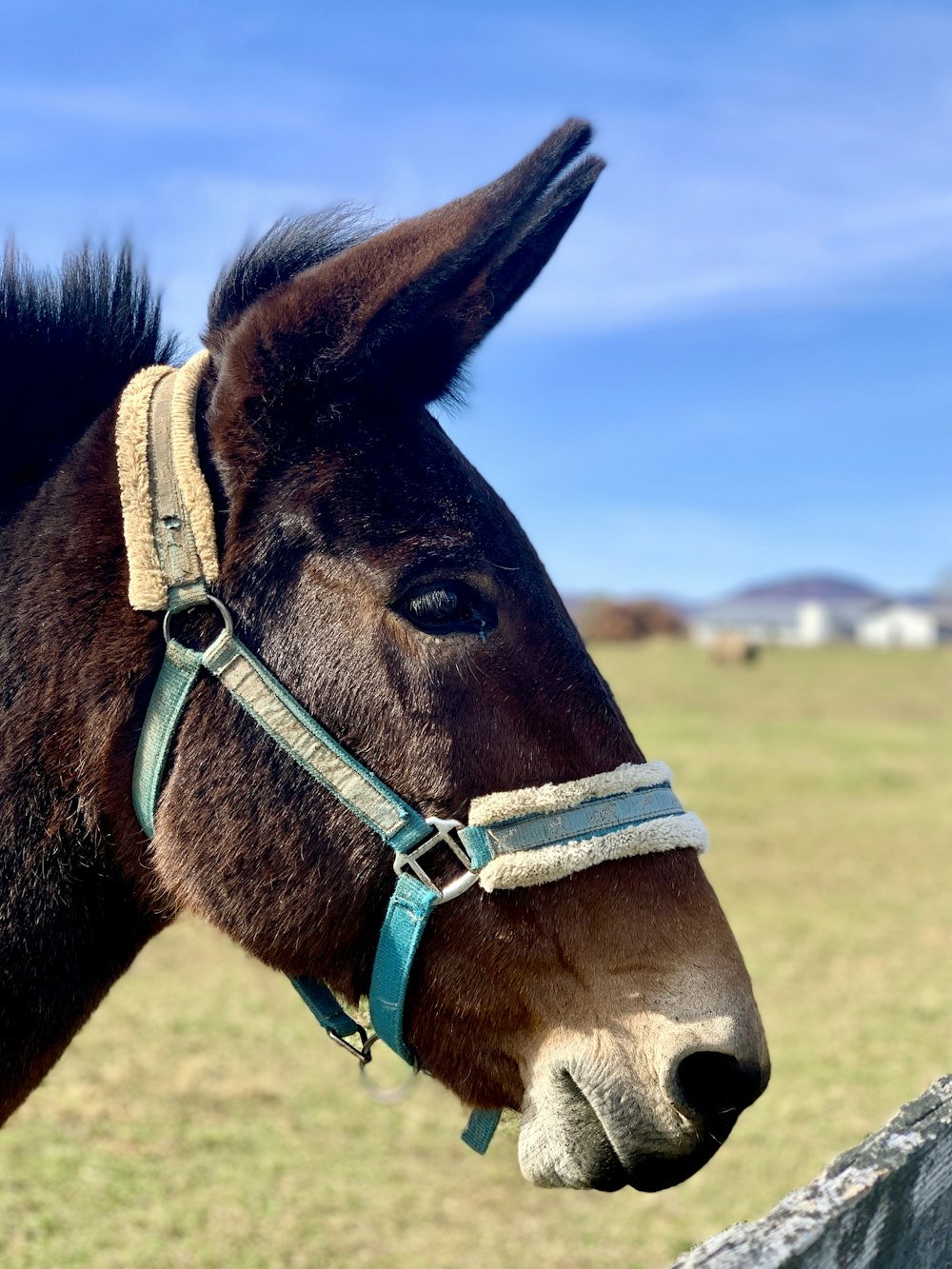 a close up of a horse with a sky background