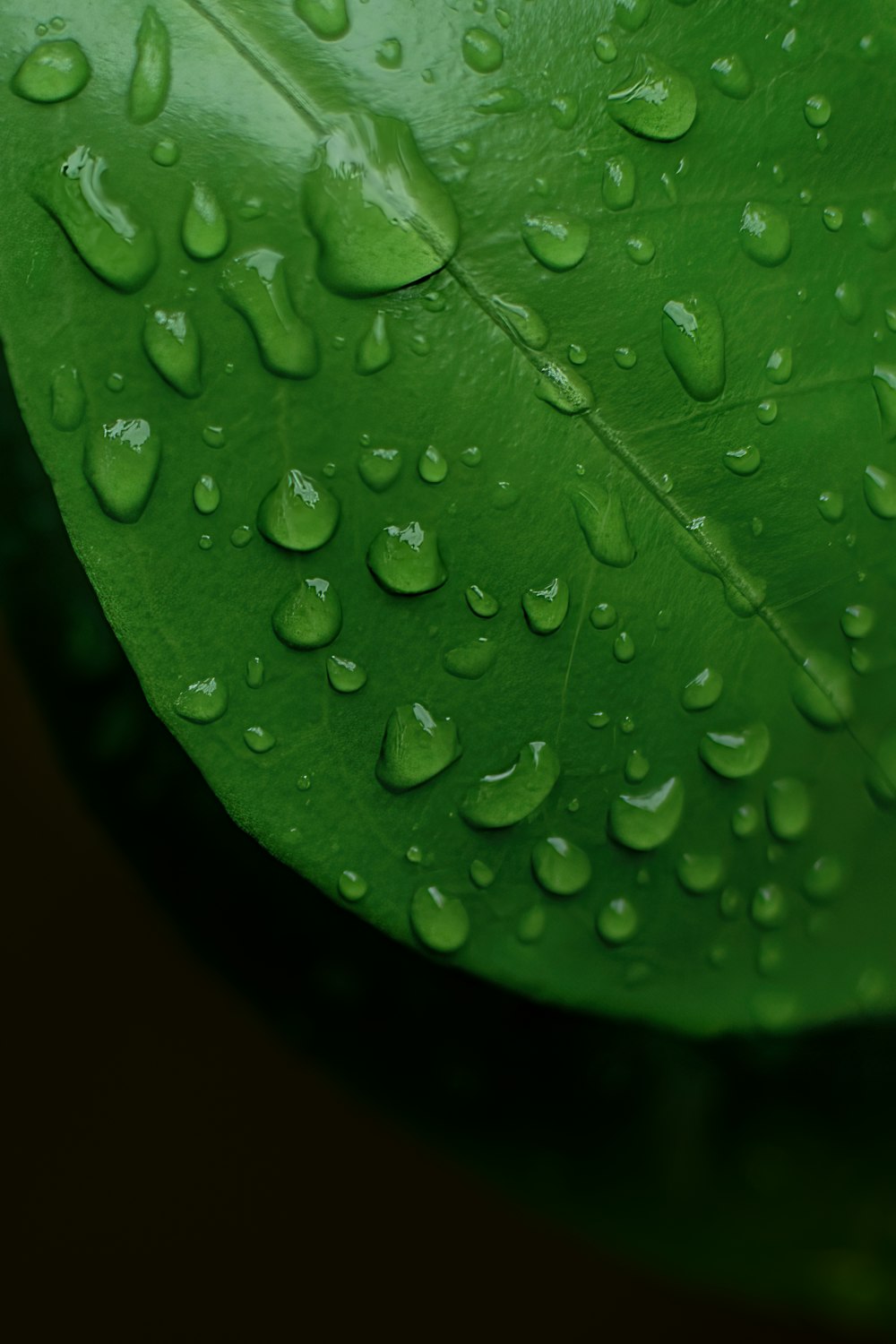 a green leaf with water droplets on it