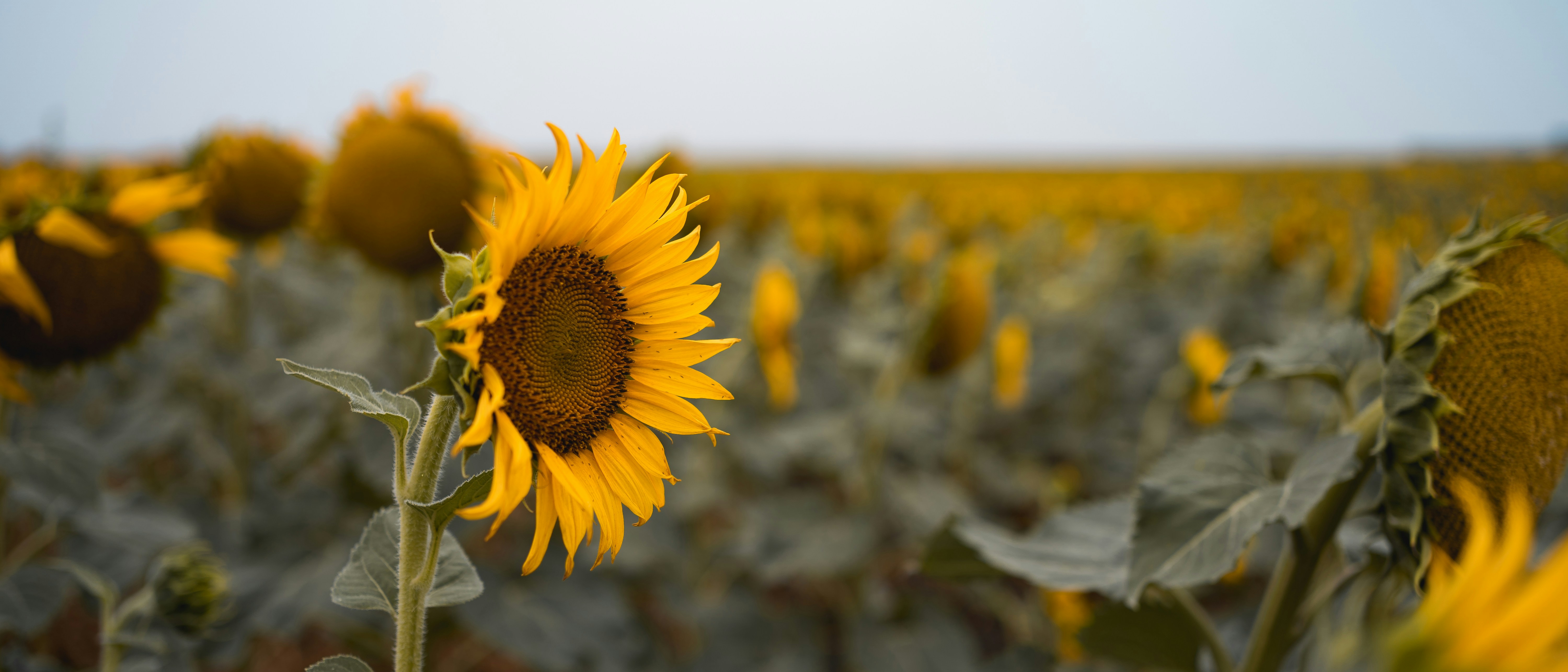 푸른 하늘을 배경으로 한 해바라기의 넓은 들판