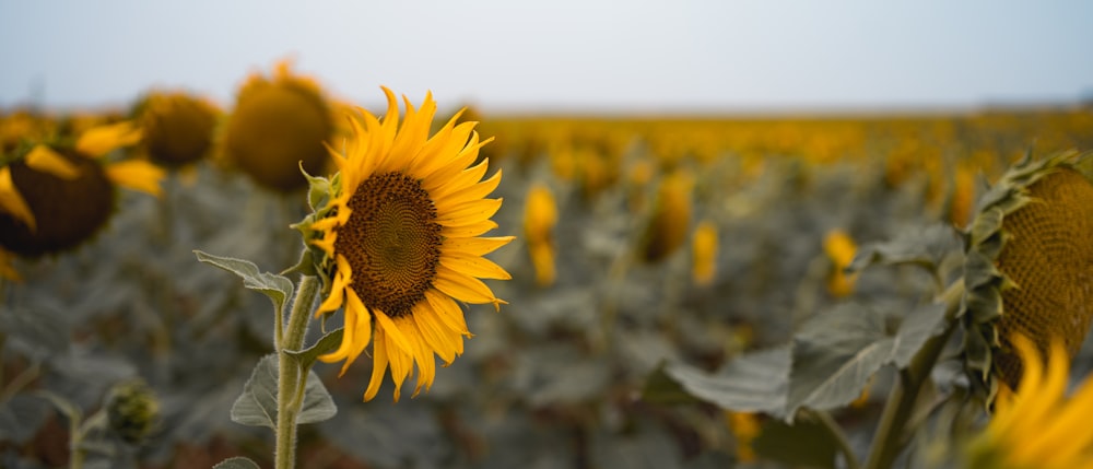 a large field of sunflowers with a blue sky in the background