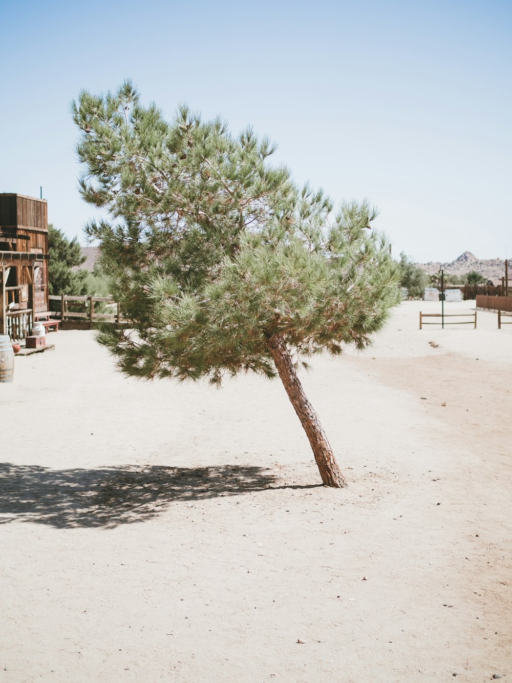a lone pine tree in the middle of the desert