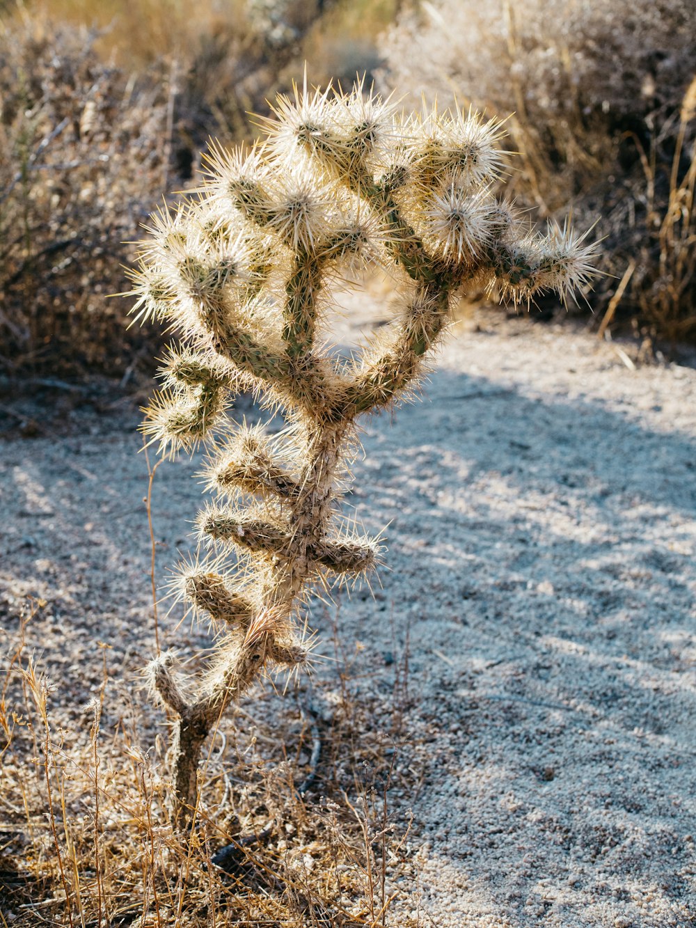 a cactus plant in the middle of a desert