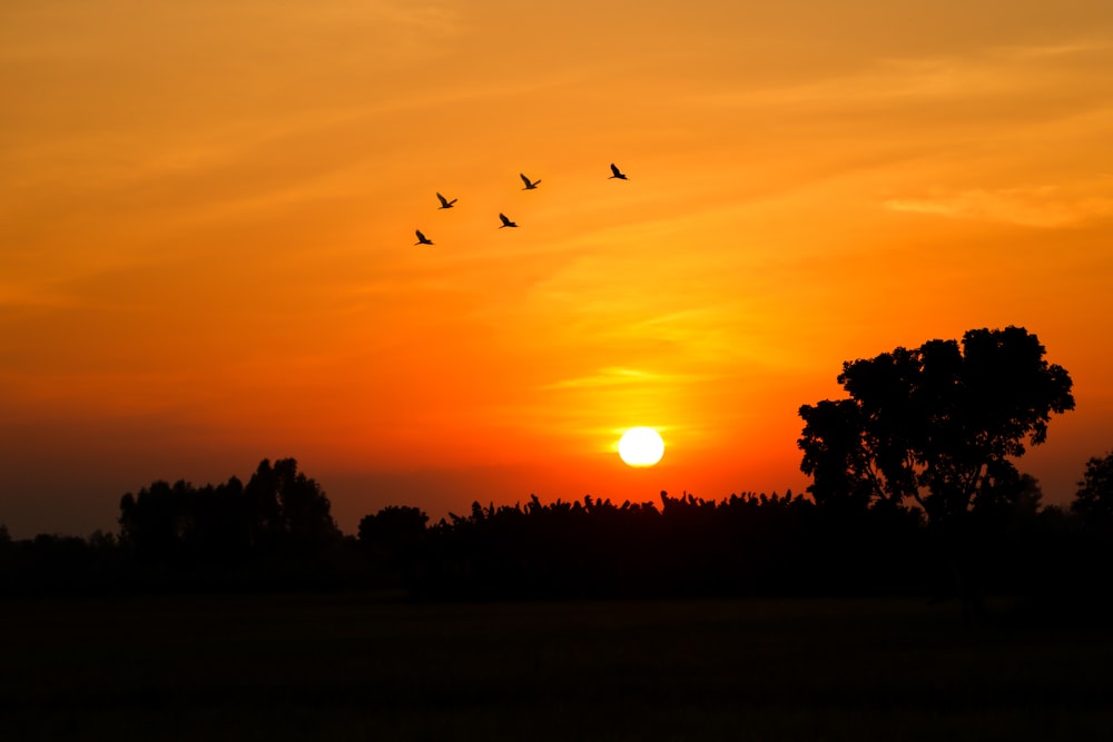 a flock of birds flying over a sunset