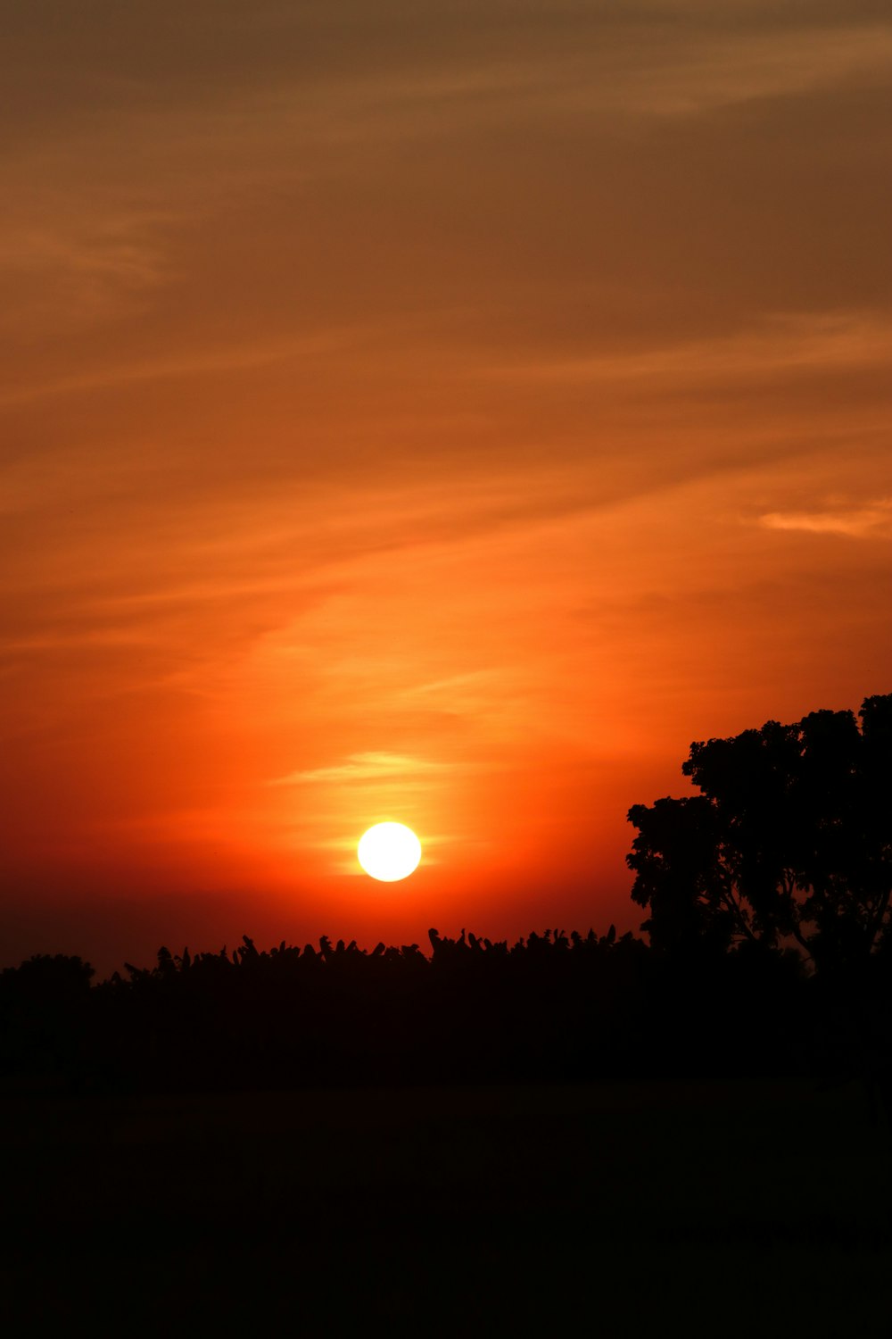 the sun is setting behind a tree in a field