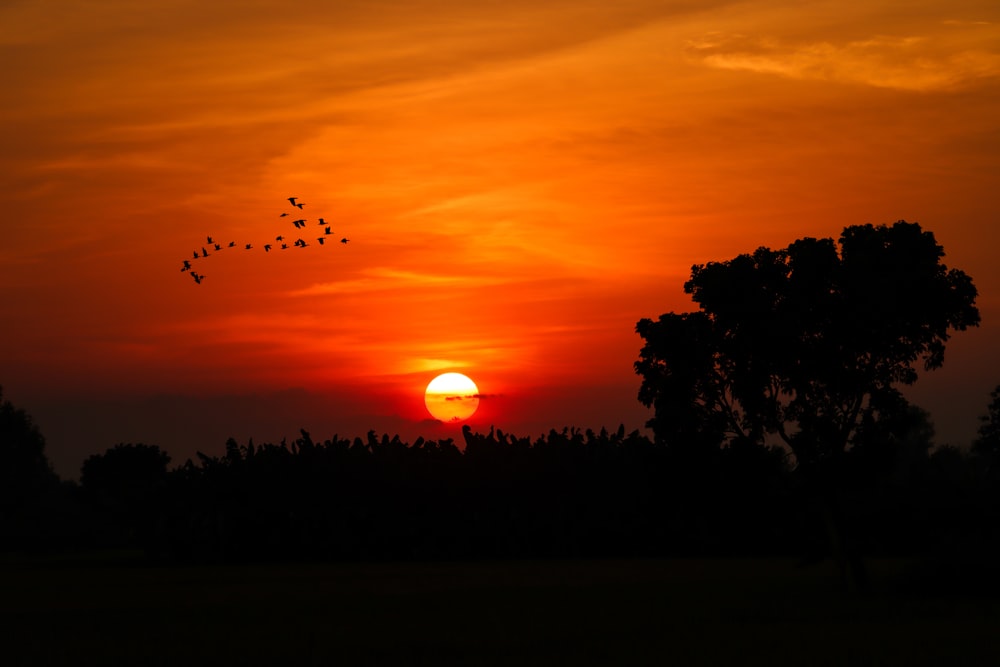 a sunset with a flock of birds flying in the sky