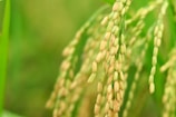 Close-up view of a stalk of ripe rice grains hanging down, with a lush green background that is softly out of focus.
