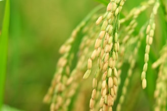 Close-up view of a stalk of ripe rice grains hanging down, with a lush green background that is softly out of focus.