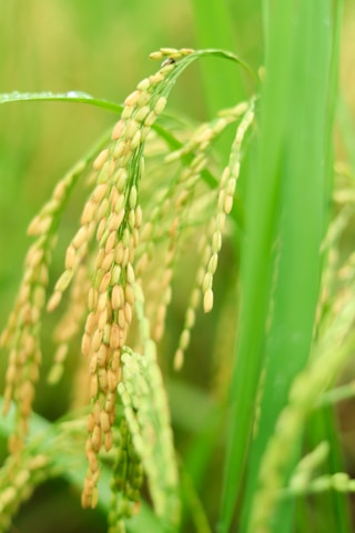 A close-up view of ripe rice stalks bending under the weight of the grains. The golden-yellow grains are clustered densely and are surrounded by long, lush green leaves. A small ant is visible crawling over the grains.