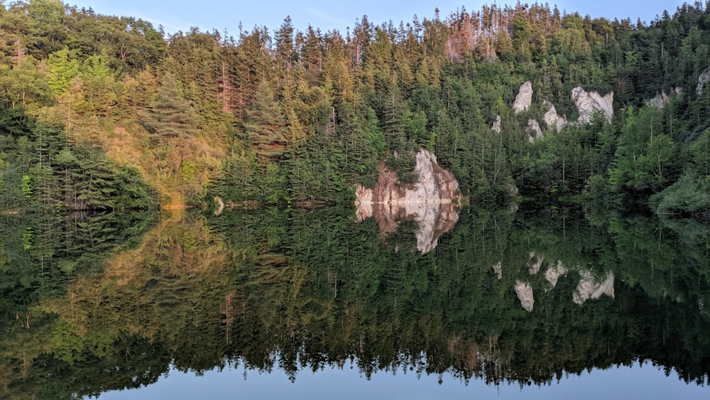 um corpo de água cercado por uma floresta