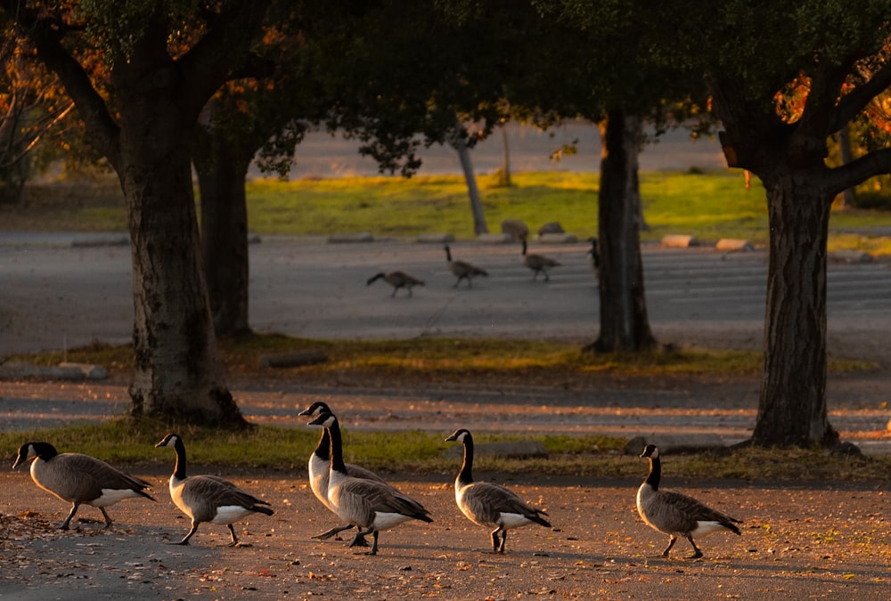 a group of geese walking down a dirt road