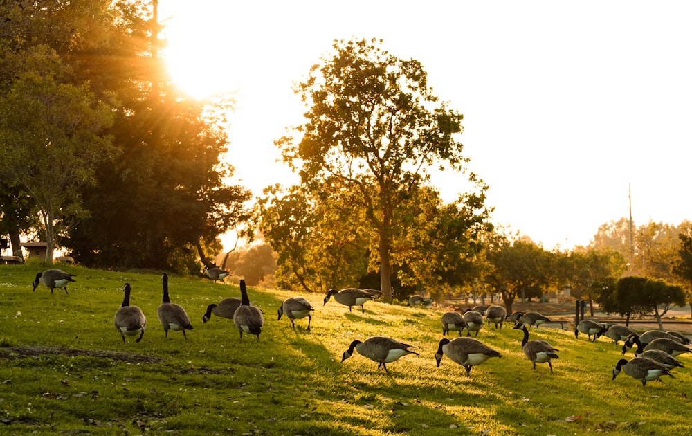 a flock of birds walking across a lush green field